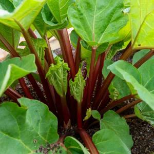 Rhubarbe Victoria - BIO